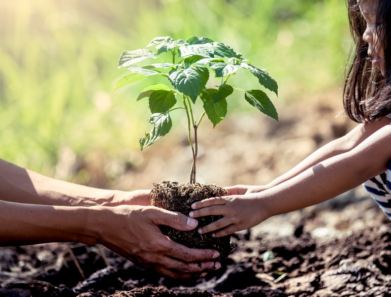 sustainable planted tree