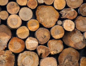 INDUSTRY - Forestry Corporate Website.jpg